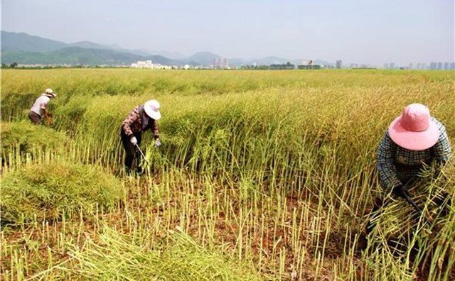 油菜秸稈