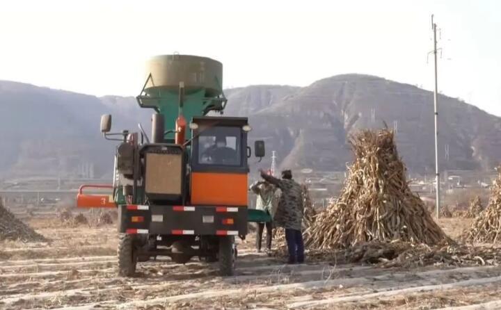 近日，走進曲子鎮(zhèn)孟家寨村，工人們正駕駛農(nóng)機將秸稈打包回收，袁歲寶跟在機器后面細細數(shù)著自家玉米地剛剛打包完成的草包。